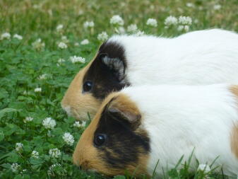 Cavia's buiten eten gras