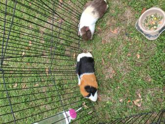 Twee bruin-wit-zwarte cavia's in een dierenren met een bakje voer