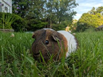 Sherlock speelt in het gras.