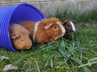 Drie cavia's die van de buitenkant genieten