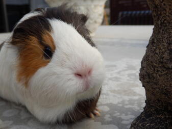 Een kleine witte cavia met een witte vacht met oranje en zwarte vlekken