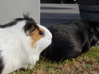 cavia's