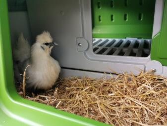 Kippen in Eglu Cube groot kippenhok