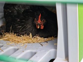 Eieren leggen op Eglu Go met gerda