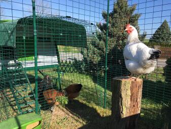 Omlet groen Eglu Cube groot kippenhok en ren verbonden met Omlet inloop kippenren