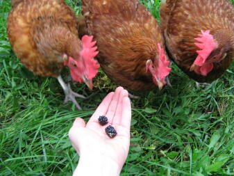 3 hennen kijken naar bramen in de hand