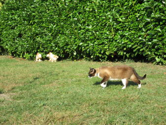 Kippen en kat in de tuin