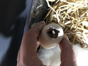 Eieren uitbroeden in de hand