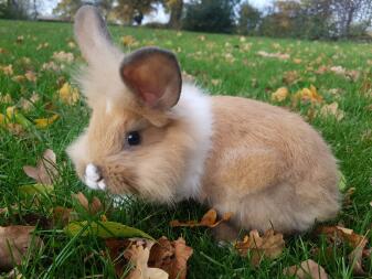 otty spelen op het gras