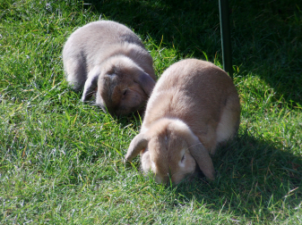 Ze houden van hun gras!