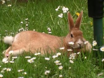 Toffee ontspannen in het gras en de bloemen