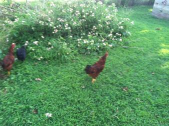 Rhode Island Red Rooster Te koop of te ruilen voor kip