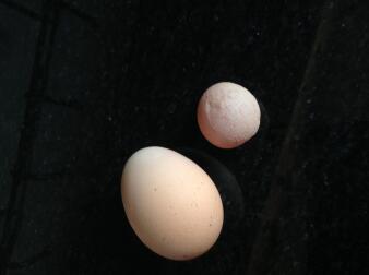 Deze eieren waren van dezelfde kip op dezelfde dag
