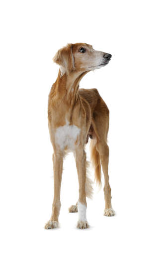 Een gezonde jonge volwassen saluki met een mooie, zachte, bruine en witte vacht