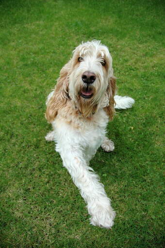 Een gelukkige basset griffon vendeen grand die op het gras ligt