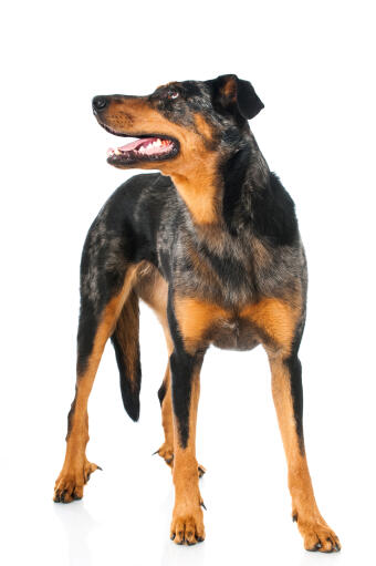 Een fitte en gezonde volwassen beauceron