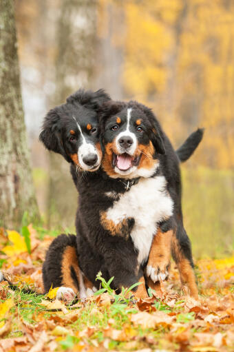 Twee volwassen berner sennenhonden genieten van elkaars gezelschap
