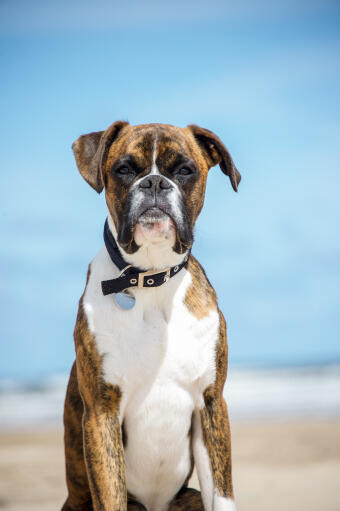 Een mooie boxer zittend op het strand