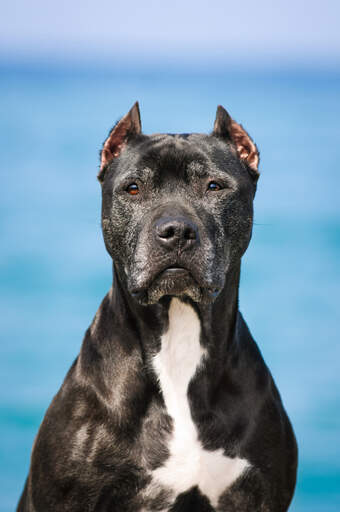 Een close up van de mooie puntige oren van een zwarte bull terrier