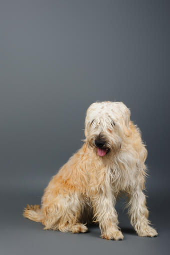 Een zachtharige wheaten terrier's ongelooflijke, dikke, lange vacht