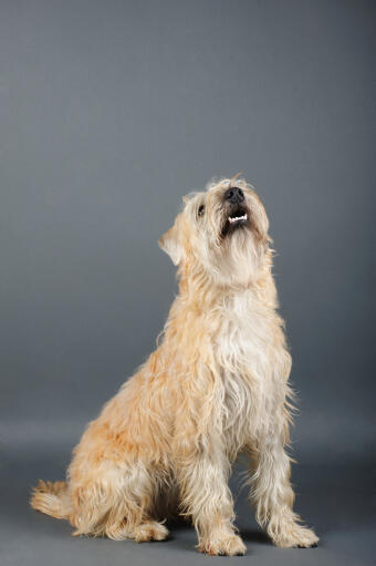 Een gezonde volwassen zacht gecoate wheaten terrier die zit te wachten op een commando