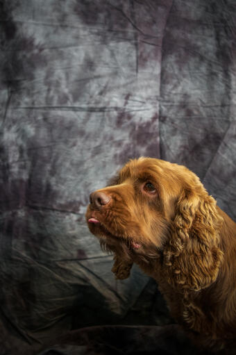 Een close up van de prachtige dikke, gekrulde oren van een sussex spaniel