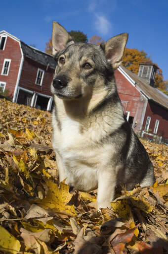 Een mooie volwassen zweedse vallhund zittend in de bladeren, wachtend op wat aandacht