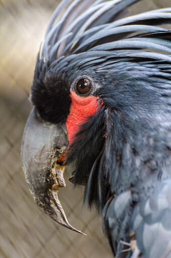 Een close up van een palmkaketoe's prachtige, grote snavel en rode gezicht