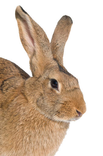 Een close up van de prachtige grote oren van een belgische haas