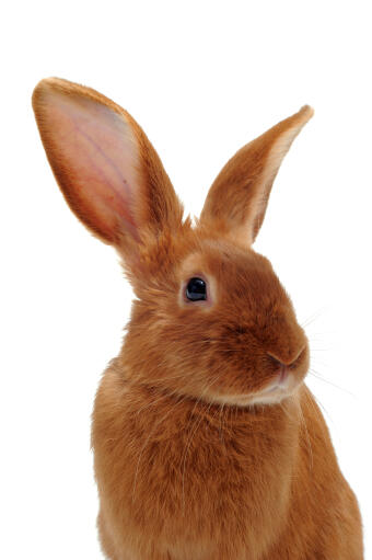 Een fauve de bourGogne konijn's ongelooflijke lange oren