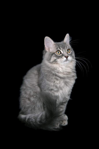 Een trotse grijze ragamuffin tabby