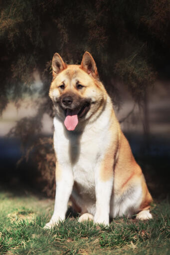 Een mooie akita met een dikke pluizige vacht