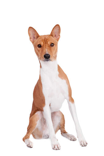 Een mooie jonge bruin met witte basenji die trots zit