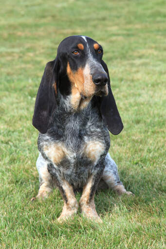 Een knappe basset bleu de gascogne met een mooie gevlekte vacht