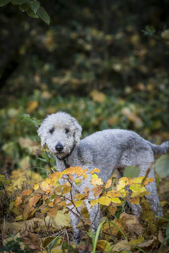 Een mooie, kleine bedlington terriër die buiten speelt