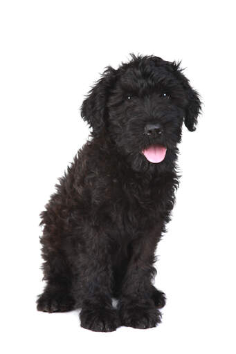 Een gezonde zwarte russische terriër puppy die heel netjes zit