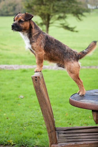 Een volwassen mannelijke border terrier pronkend met zijn gezonde, lange lichaam