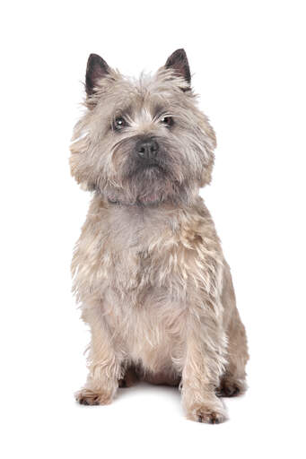 Een mooi getrimde volwassen cairn terrier die netjes zit