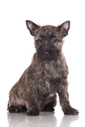 Een kortharige, pezige, jonge cairn terrier puppy