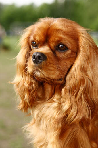 Een close up van de mooie lange, zachte oren van een cavalier king charles spaniel