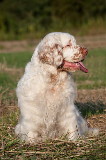 Een clumber spaniel die mooi zit, wachtend op wat aandacht