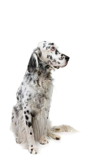 Een volwassen engelse setter met een mooie lange zwart-witte vacht