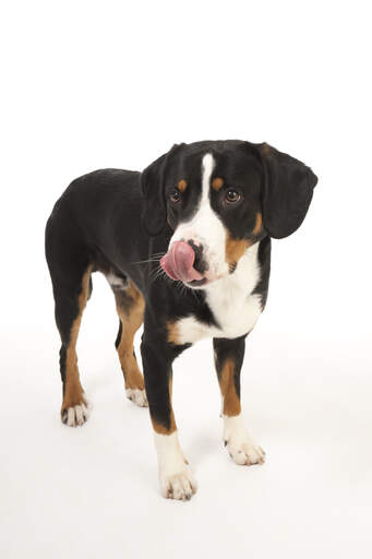 Een entlebucher berghond die pronkt met zijn mooie lange poten