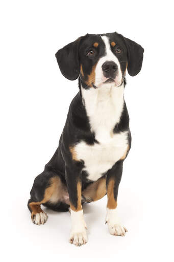 Een entlebucher berghond die geduldig zit te wachten op wat aandacht