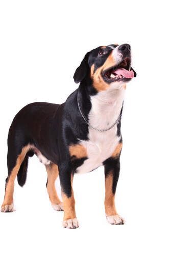 Een entlebucher berghond met een kort gedrongen lichaam