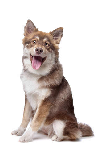 Een bruin met witte finse lapphund die geduldig zit te wachten op een commando