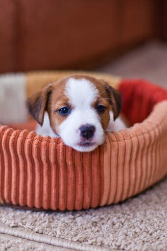 Een prachtige kleine jack russell terrier puppy, rustend in zijn bed