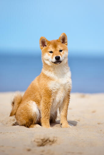 Een japanse shiba inu met mooie grote oren zittend op het strand