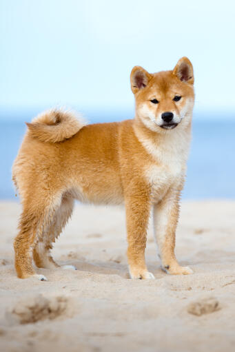 Een opgroeiende jonge japanse shiba inu die pronkt met zijn prachtige borstelige staart