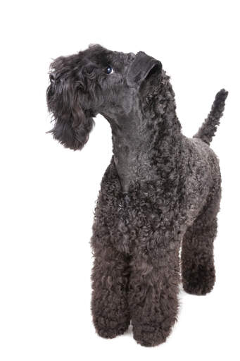 Een kerry blue terrier met een prachtig verzorgde, strak gekrulde vacht